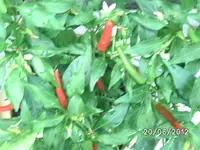 BILD0945.webp