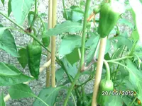 BILD0950.webp