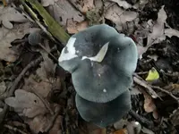 pilz.webp