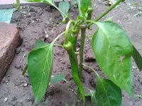 2012-06-16 12.45.10.webp