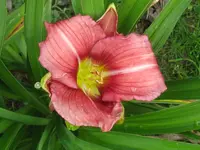 IMG_a 244_800x600.webp