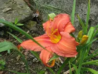 IMG_crimson sämling1.1_1024x768.webp