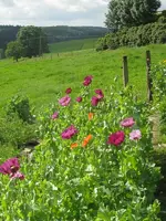 IMG_moh_600x800.webp