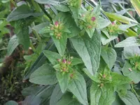 IMG_was_1024x768.webp