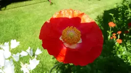K800_22. Juni 2012 010.webp