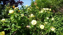 K800_22. Juni 2012 024.webp