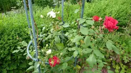 K800_22. Juni 2012 027.webp