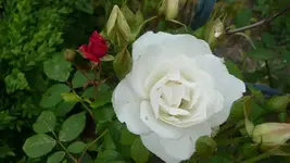 K800_22. Juni 2012 029.webp