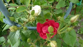 K800_22. Juni 2012 031.webp