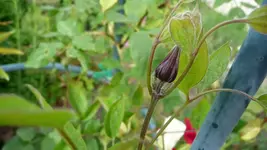 K800_22. Juni 2012 032.webp