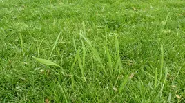 Halme im Rasen.webp Halme im Rasen.webp