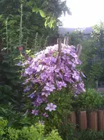 Clematis.21.06.2012.webp