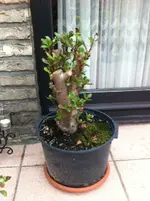Pfennigbaum.webp