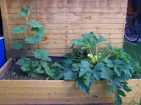 Hochbeet.webp