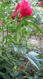 neuaustrieb und blüte.webp