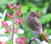 12. Mutabilis - Ab 20 gramm wird's undeutlich.webp 12. Mutabilis - Ab 20 gramm wird's undeutlich.webp