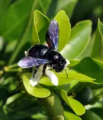 hummel.webp