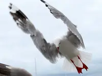 13. Kia ora - Kommt ein Vogel geflogen......webp 13. Kia ora - Kommt ein Vogel geflogen......webp