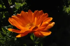 ringelbl..webp