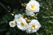 schneewittchen.webp