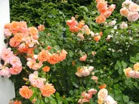 rosen (6).webp