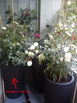 DSC00541 - Kopie.webp