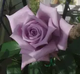 TraumBlüte.webp