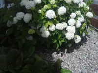 hortensie.webp
