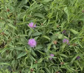 DSC02919 - 2012-06-23 - wiesenflockenblumen.webp