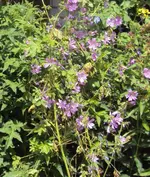 DSC02917 - 2012-06-23 - wilde malven.webp