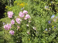 DSC02915 - 2012-06-23 - johanneskraut - moschusmalven - storchi.webp
