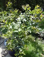 DSCN8875.webp