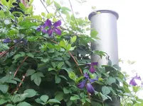Clematis.webp
