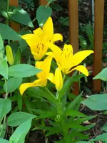 Lilien.webp