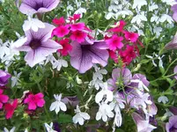 Blümchen.webp