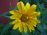 gelbe Blüte.webp