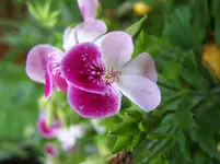 Blümchen1.webp