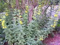 Goldfelberich.webp