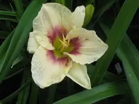 IMG_chicago picotee memories1_800x600.webp