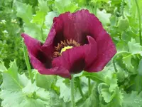 IMG_9787_800x600.webp