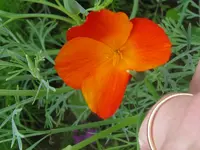 IMG_9845_800x600.webp