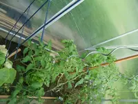 CIMG2904.webp