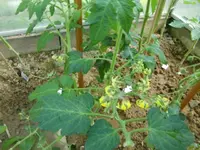 CIMG2912.webp