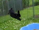 14. Murmelchen - Flug-Hase (und brummen kann er auch).jpg 14. Murmelchen - Flug-Hase (und brummen kann er auch).jpg