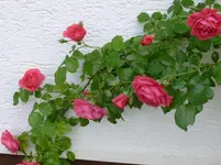 P1010374.webp