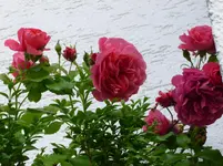 P1010376.webp