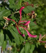 Honeysuckle.webp