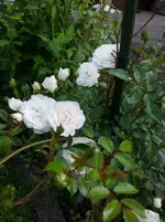 20120623183346.webp