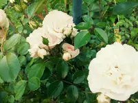 20120623183521.webp