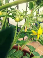 20120617155252.webp